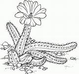 Cactusi Kaktus Desierto Saguaro Malvorlage Cactos Colorat Mexicano Echinocereus Planse Arizona Flower Cacti Suculentas Flori Coloringme Supercoloring Graciosos Riscos Pentalophus sketch template