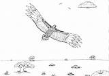 Wedge Tailed Eagle Coloring Pages Robin Great sketch template