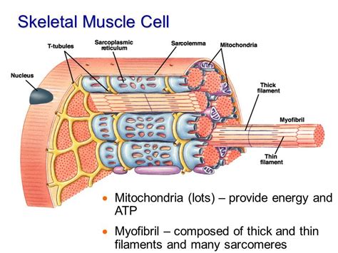 muscle cell definition anatomy types functions