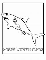 Coloring Pages Printable Great Endangered Shark Animals Animal Kids Color Ocean Sharks Print Printables Tiger Drawing Sheet Sheets Easy Cartoon sketch template