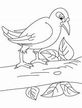 Coloring Myna Bird Branch Sitting Designlooter Pages Kids 2kb sketch template