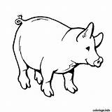 Cochon Coloriage Animaux Sanglier Cerdo Animales Sauvage Dessins Coloriages Chasseur Gratis Vu sketch template