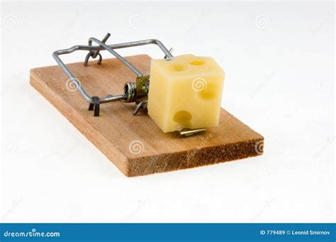 mouse trap  cheese royalty  stock images image