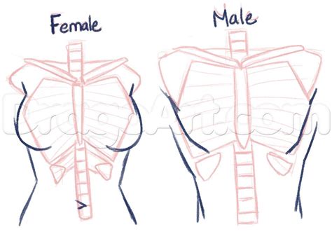 How To Draw Anime Anatomy Step By Step Anatomy People