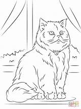 Cat Coloring Pages Persian Cats Sitting Animals Printable Animal Supercoloring Templates Persain sketch template