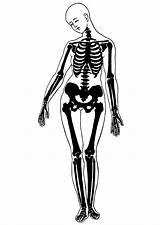 Skelett Esqueleto Scheletro Skelet Kleurplaat Malvorlage Squelette Femenino Schulbilder Educolor Anatomia Educima Stampare Kleurplaten Schoolplaten Téléchargez sketch template