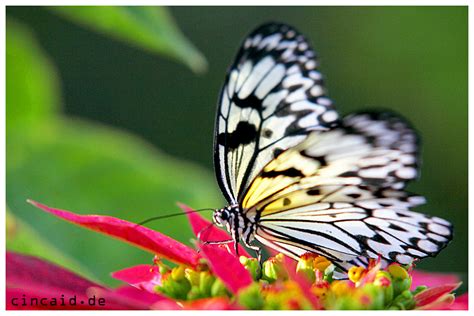 schmetterling butterfly ii foto bild tiere wildlife