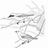 Warbler Bordar Shrike Yellowthroat Common Passaros Parulidae Passaro Designlooter Riscos Imprimir Supercoloring 480px 38kb sketch template