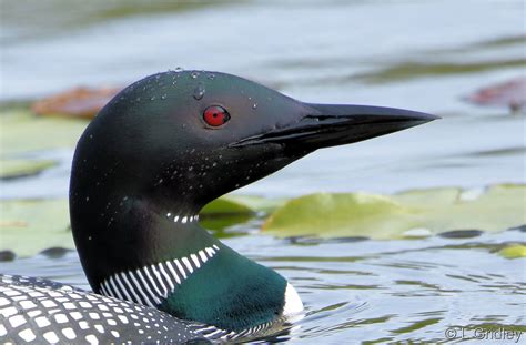 loons  call   wild nh state parks