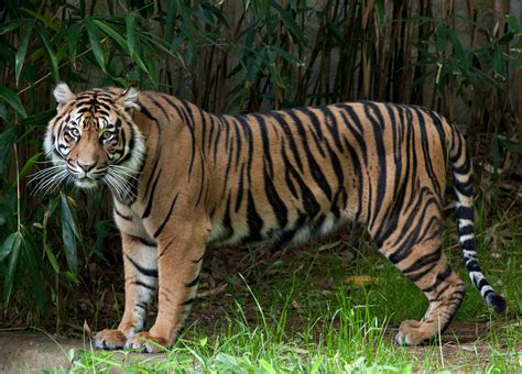 sumatran tiger cub born   smithsonians national zoo smithsonian