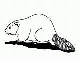 Beaver Colorat Castor Desene Planse Salbatice Animale Beavers Cu Imaginea Cartita sketch template