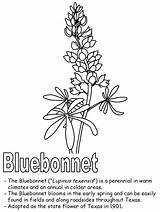 Bluebonnet Texas Coloring Drawing Symbols Flower State Drawings Paintingvalley Divyajanani sketch template