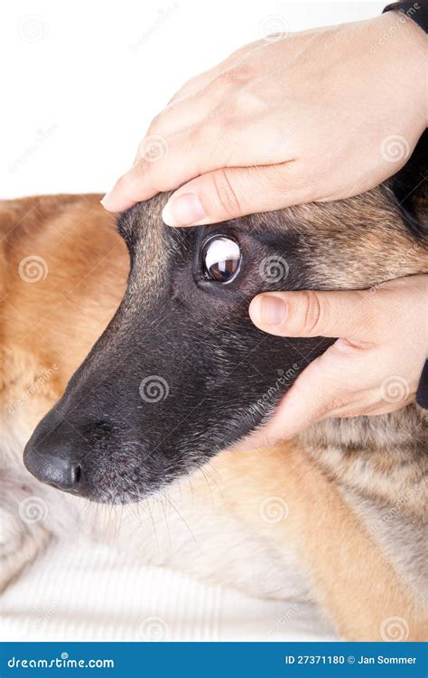 controlling  eye   conjunctiva   dog stock photo image