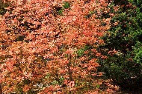 Though They’re Small Dwarf Japanese Maples Offer Big