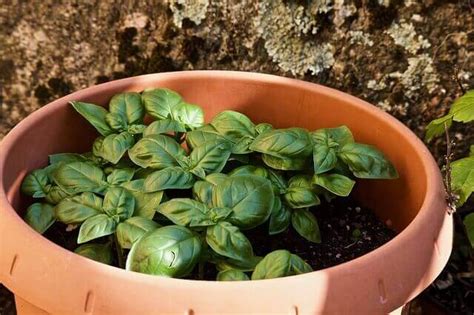caring  basil plants outdoors essential tips  planting basil
