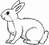 Konijn Dieren Kleurplaten Animaatjes Rabbit sketch template
