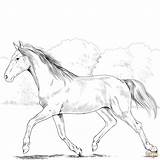 Horse Coloring Pages Realistic Paint Holsteiner Color Printable Horses Supercoloring Print Markers Crayons Crayola Watercolors Chose Pencils Colored sketch template
