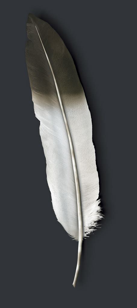 eagle gallery eagle feather images