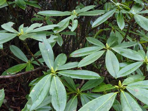 rhododendron species nova subsection argyrophylla seh sd rhododendron species