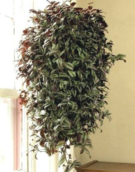 photo gallery  outdoor hanging plants viewing