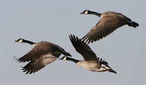Why Canada Geese Like To Spend The Winter In Northern Cities Michigan