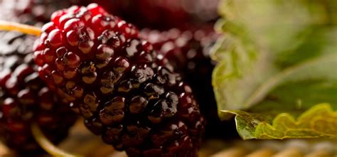 surprising benefits  mulberries shahtoot  skin