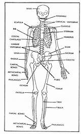 Skeleton Skeletal System Labeling Major Labeled Axial Manusia Kerangka Field Posterior sketch template