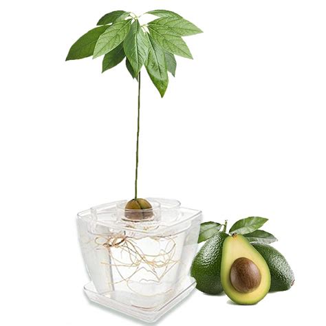 Buy Avoseedo Avocado Tree Growing Kit With Pot Clear Practical Ts