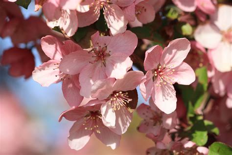 spring blossoms  pink crabapple tree picture  photograph