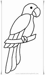 Coloring Parrot Papercraft sketch template