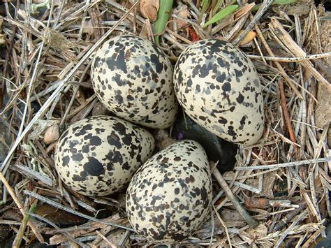 bird   identifying birds eggs