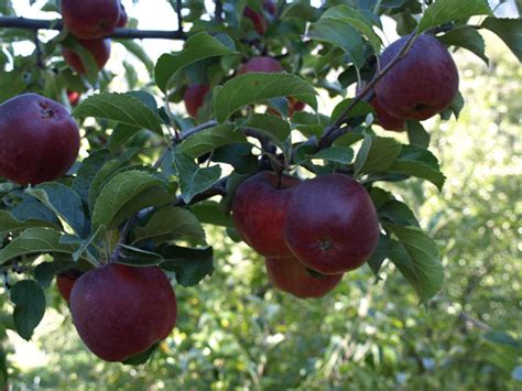 black apples worth   arent worth   farmers  mass produce  university fox