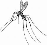 Gnat Mosquito Clipart Vector Clip High Domain Public 1995 Onlinelabels sketch template