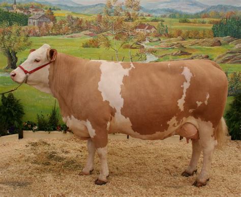 Top 10 Biggest Cows In The World Largest Cow Breeds Artofit