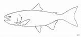 Salmon Coloring Pages Fish Outline Drawing Pacific Template Printable Chinook Drawings Chum Patterns Stencils Cycle Life Crafts Getdrawings Choose Board sketch template