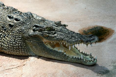 filecrocodile crocodylus porosus amkjpg wikipedia
