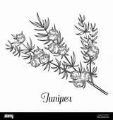 Juniper Berries Ginepro Pianta Frutti Disegnato Bosco Ramo sketch template