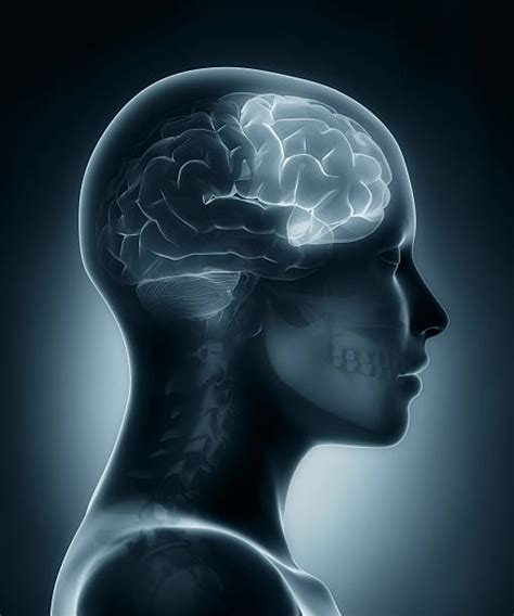 frontal lobe stock  pictures royalty  images istock