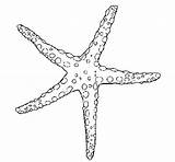 Starfish Coloring Sea Beautiful Pages Coral Fish Reef Color Drawing Drawings Stencil Marine Kids sketch template