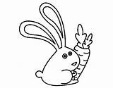 Carrot Coloring Pages Bunny Getcolorings sketch template
