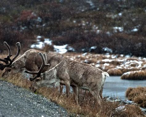 porcupine caribou facts diet habitat pictures  animaliabio