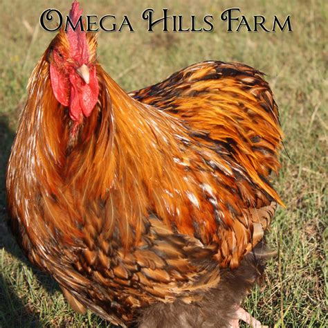 english gold laced orpington chickens  hatching eggs  sale