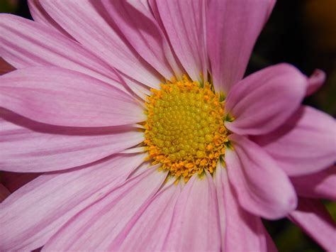 Daisy From The Side Photograph By Kristie Ferrick Fine Art America
