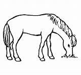 Comiendo Caballo Cavalo Cheval Cavallo Che Mangia Caballos Mange Cavall Pasto Menjant Dibuix Vaca Dibuixos Coloring Calcar Cdn4 Disegni Granja sketch template