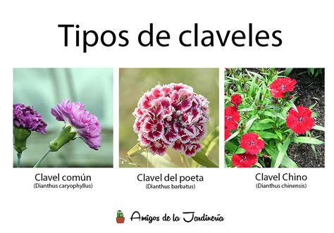 ¿cómo cuidar claveles ubicación riego poda y más