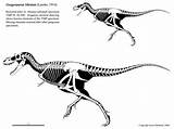 Gorgosaurus Albertosaurus Libratus Hartman Skeletal Daspletosaurus Dinosaurs Batalha Dino Theropod Tyrannosaurus Prehistoric Tmp Sub Skeletons Dinossauros sketch template