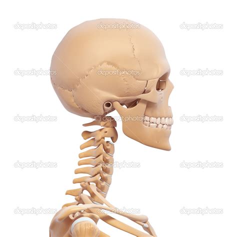 human skeleton side view stock photo  pixologic