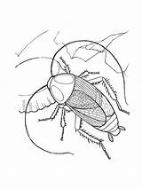 Coloring Pages Cockroach Insect Printable Bug Animal Ultimate Kids Print Colouring Freecoloringpagesonline Posters Clipart Gif sketch template