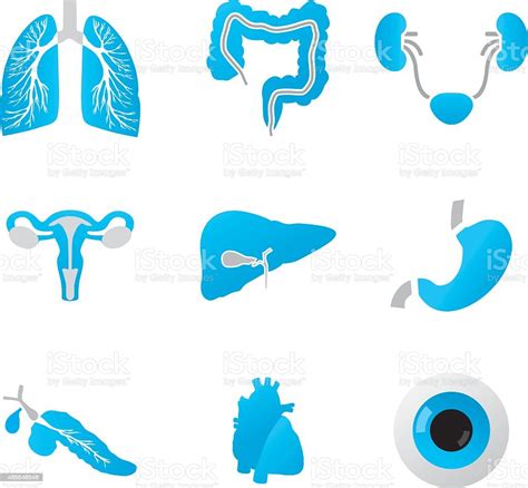 human body parts detailed vector set stock illustration download