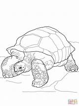 Tortoise Aldabra Gigante Tortuga Tortues Jabuti Terrestres Tortue Seychelles Coloriages Reptiles Mania Designlooter sketch template